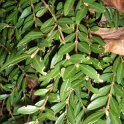 Lonicera pileata P24